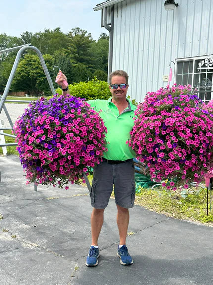 GlanzGlyzinie⢠/ UV-Simulation Kßnstliche Prunkwinde