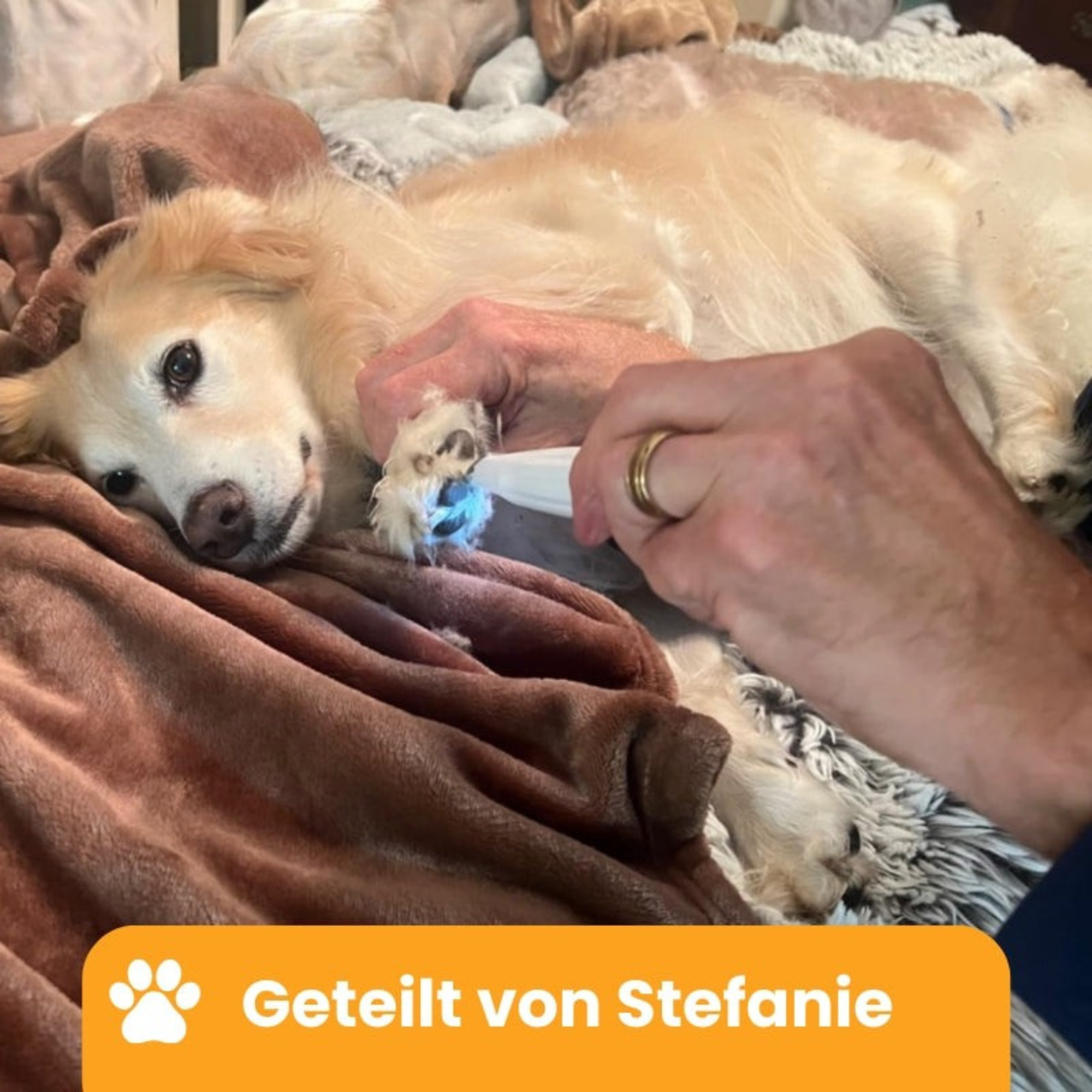 PfotenPflege™ / Schmerzfreie Pfotenpflege in Sekundenschnelle