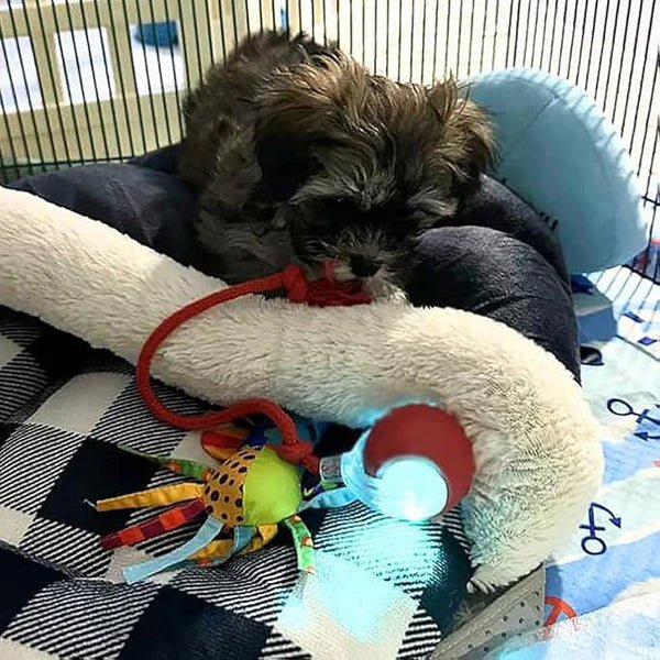 Glowpaws - LED Spielball für aktive Hunde & Katzen - Sopheria