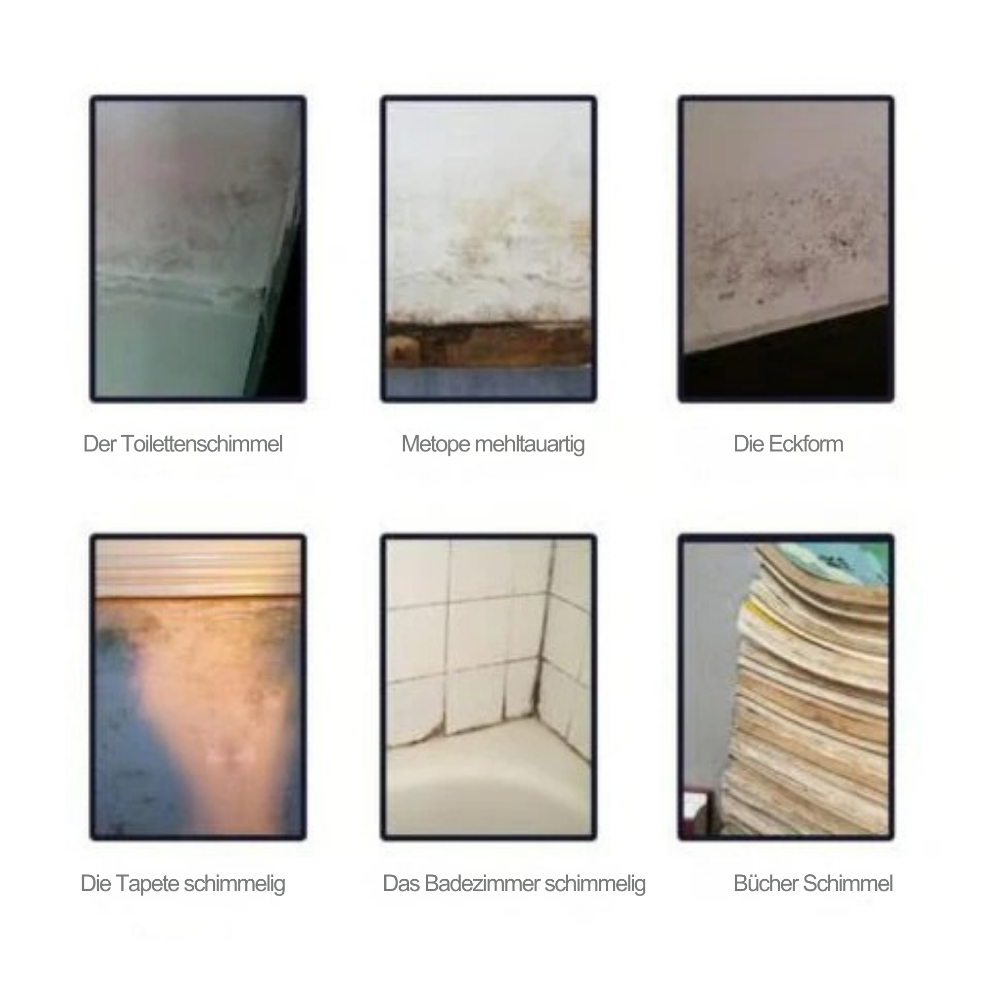 SchimmShield™ / Leistungsstarker Schimmelreinigungsschaum