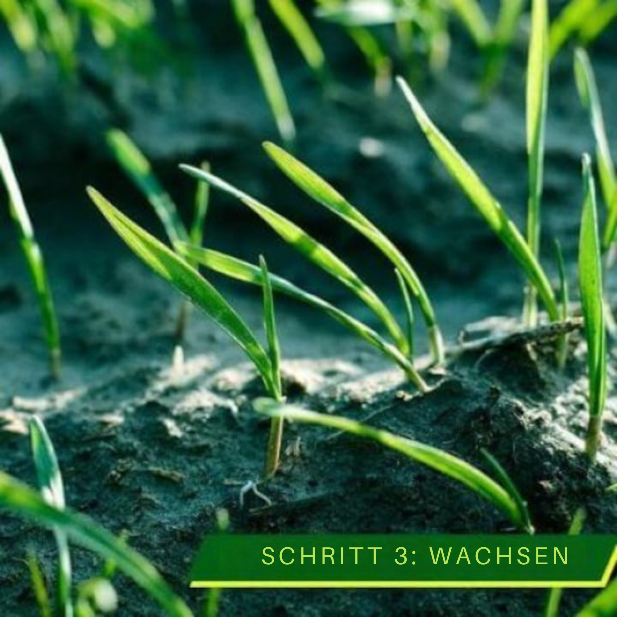GrünGlanz™ / Einfacher, Grüner Rasen