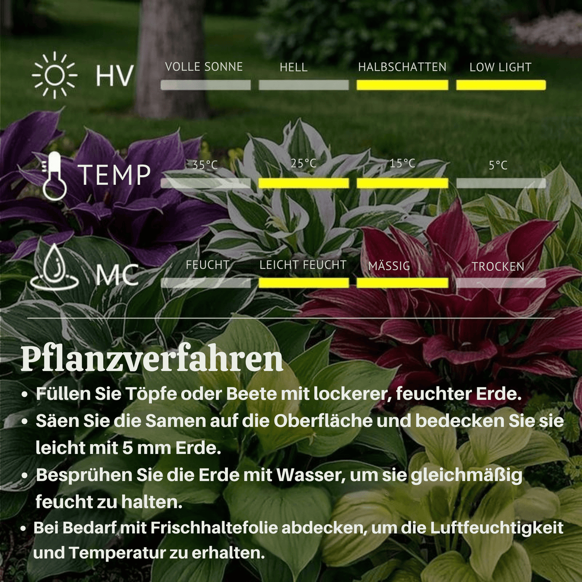 FrühlingsFlüstern™ / Stauden-Funkiensamen für beruhigende grüne Ecken - Sopheria