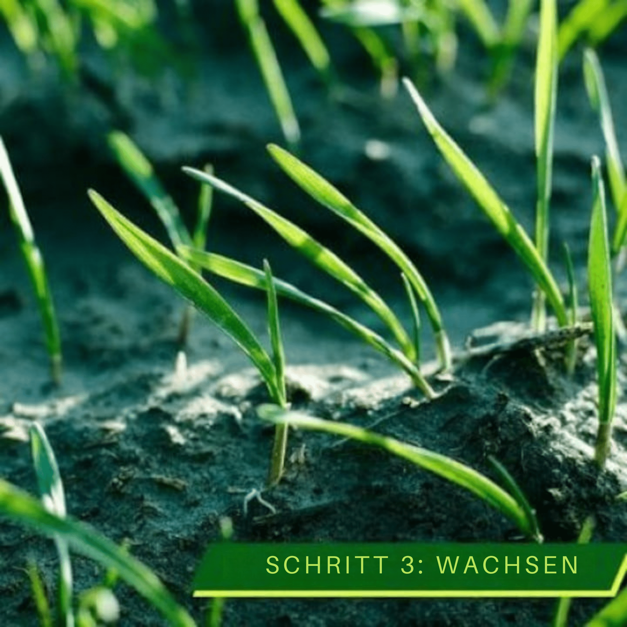 GrünGlanz™ / Einfacher, Grüner Rasen - Sopheria