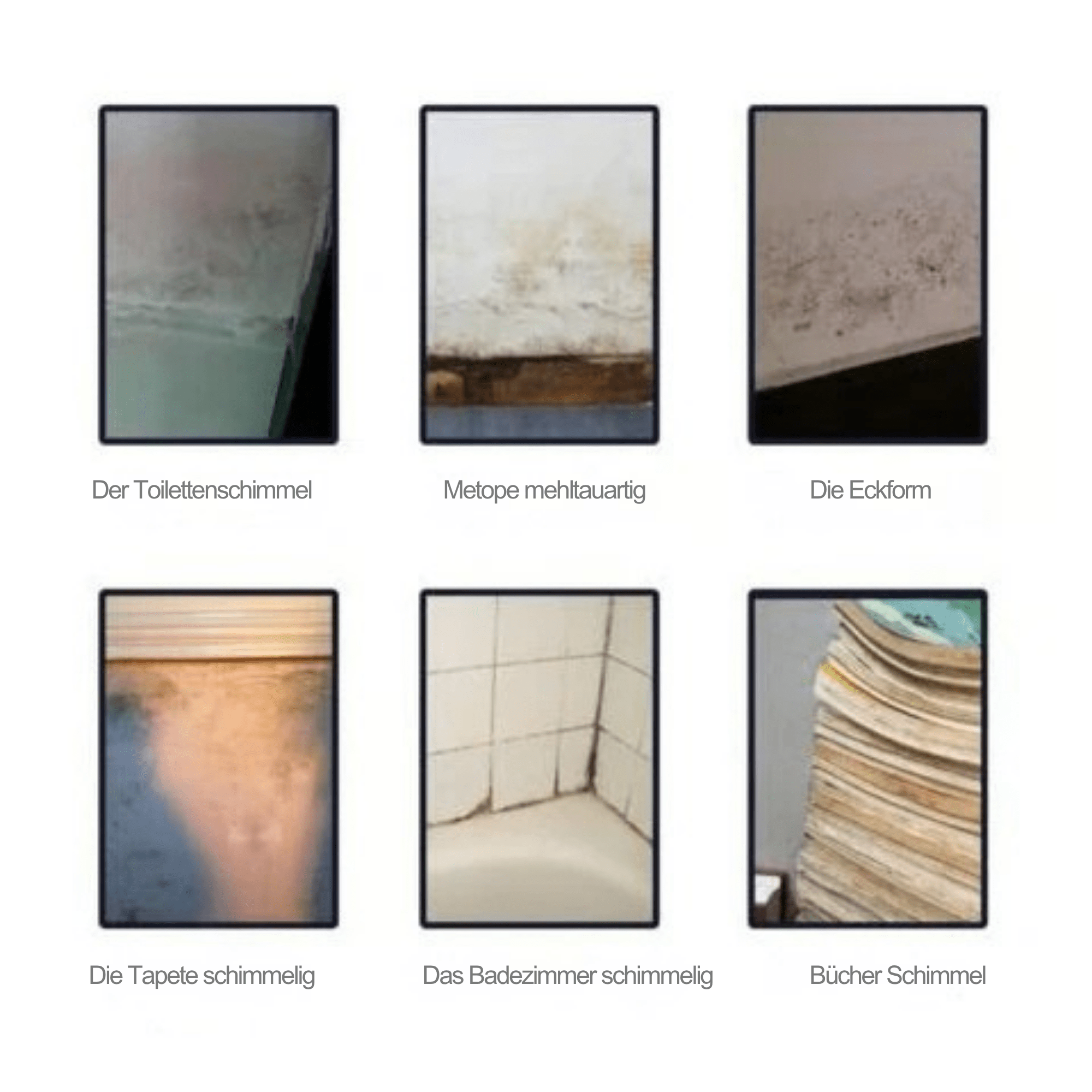SchimmShield™ / Leistungsstarker Schimmelreinigungsschaum - Sopheria